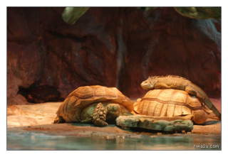 Korea - Day 5 - COEX Aquarium - 40