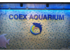 Korea - Day 5 - COEX Aquarium - 1