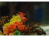 Korea - Day 5 - COEX Aquarium - 19