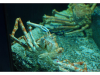 Korea - Day 5 - COEX Aquarium - 60