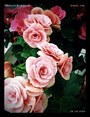 cameron_flower