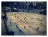 pigeon