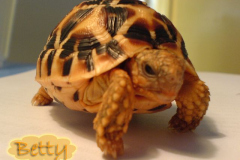 Tortoise